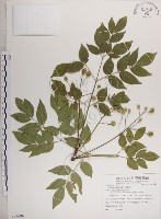 藏品(楝、苦楝)的圖片