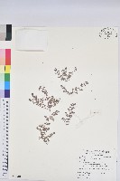 藏品(小葉大戟)的圖片