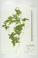 藏品(苦瓜)的圖片