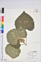 藏品(蟲屎)的圖片