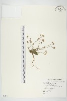 藏品(一枝香)的圖片