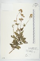 藏品(霍香薊)的圖片