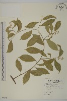 藏品(南華南蛇藤，青江藤)的圖片