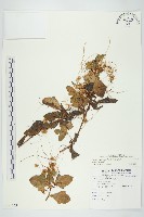 藏品(平原菟絲子)的圖片