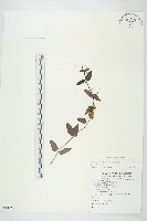 藏品(平原菟絲子)的圖片