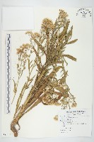 藏品(加拿大蓬)的圖片