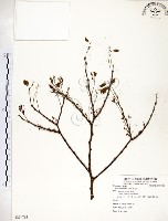 藏品(朴樹)的圖片