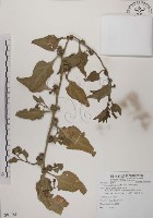 藏品(番杏)的圖片