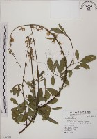 藏品(黃野百合)的圖片