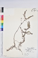 藏品(青灰葉下珠)的圖片