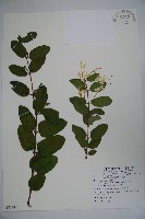 藏品(忍冬、金銀花)的圖片