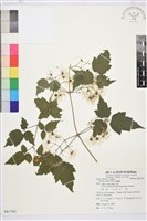 藏品(串鼻龍)的圖片