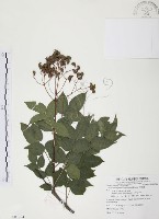 藏品(野鴉椿)的圖片