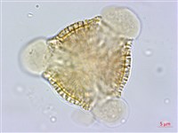 藏品(雷公藤)的圖片