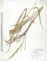 藏品(吳氏雀稗)的圖片