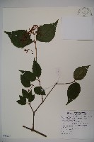 藏品(紅子莢迷)的圖片