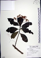 藏品(樹杞)的圖片