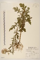 藏品(飛機草)的圖片