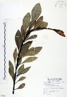 藏品(山欖、樹青)的圖片