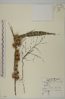 藏品(木麻黃)的圖片