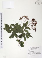 藏品(野鴉椿)的圖片