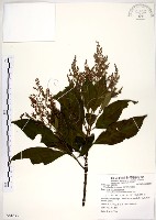 藏品(水金京)的圖片