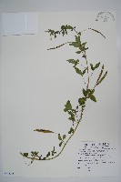 藏品(平伏莖白花菜、成功白花菜)的圖片