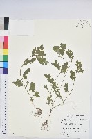 藏品(葉下珠、珠仔草)的圖片