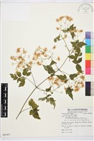 藏品(串鼻龍)的圖片