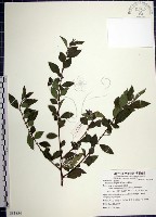 藏品(水雞油)的圖片