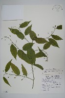 藏品(毛瓣蝴蝶木)的圖片