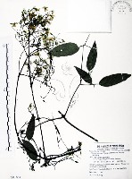 藏品(柱果鐵線蓮)的圖片