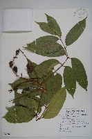 藏品(橄欖)的圖片