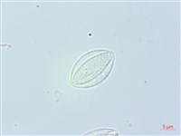 藏品(長葉苧麻)的圖片