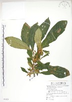 藏品(同蕊草、異色線柱苣苔)的圖片