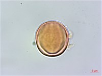 藏品(厚葉柃木)的圖片