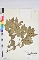 藏品(狹葉櫟)的圖片