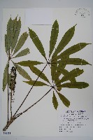 藏品(臺灣鵝掌柴)的圖片