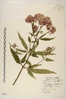 藏品(台灣澤蘭)的圖片