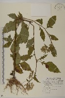 藏品(昭和草)的圖片