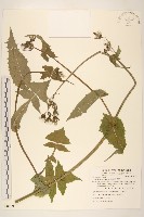 藏品(苦滇菜、苦菜)的圖片