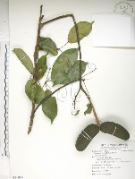 藏品(石月、橢圓葉石月)的圖片