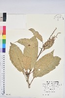 藏品(大葉石櫟、大葉校栗)的圖片