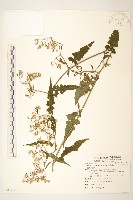 藏品(裂葉蔓黃菀)的圖片