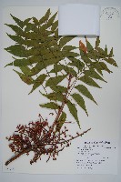 藏品(黃連木、爛心木)的圖片