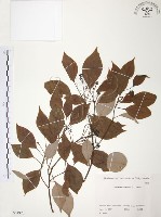 藏品(樟樹)的圖片