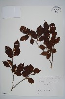 藏品(日本榛)的圖片