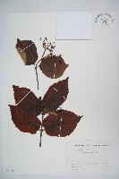 藏品(莢迷)的圖片