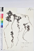 藏品(高山越橘)的圖片