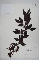 藏品()的圖片